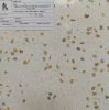 da-mai-terrazzo-at380 - ảnh nhỏ  1